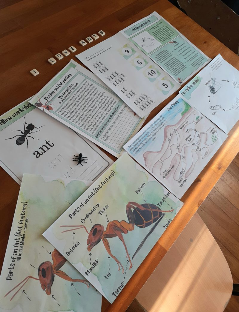 image of some of the pages included in the Ant Anatomy Learning Study Bundle