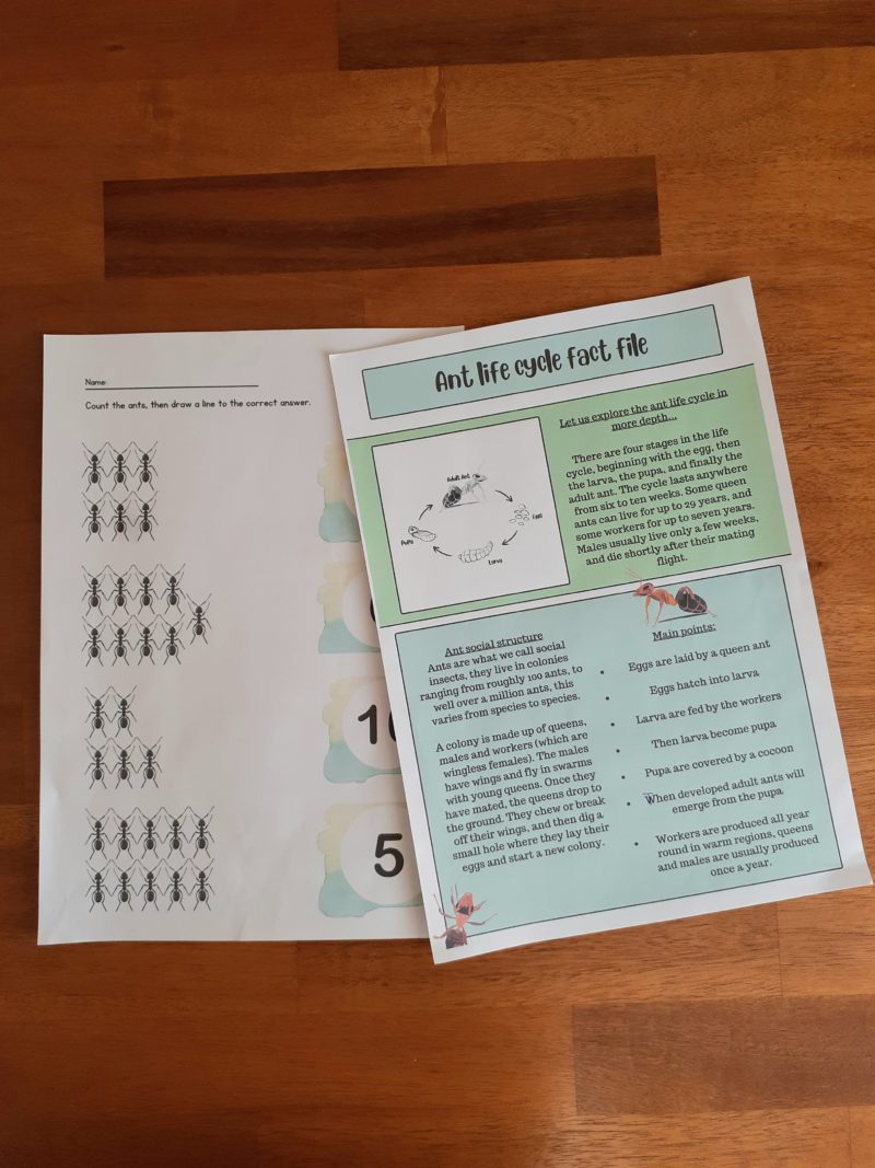 Ant Insect Study Bundle (Ages 5-10) Digital Download Printable Bundle - Image 5