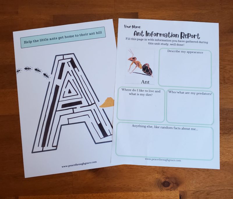 Ant maze activity and Ant info report to fill in with what you have learnt