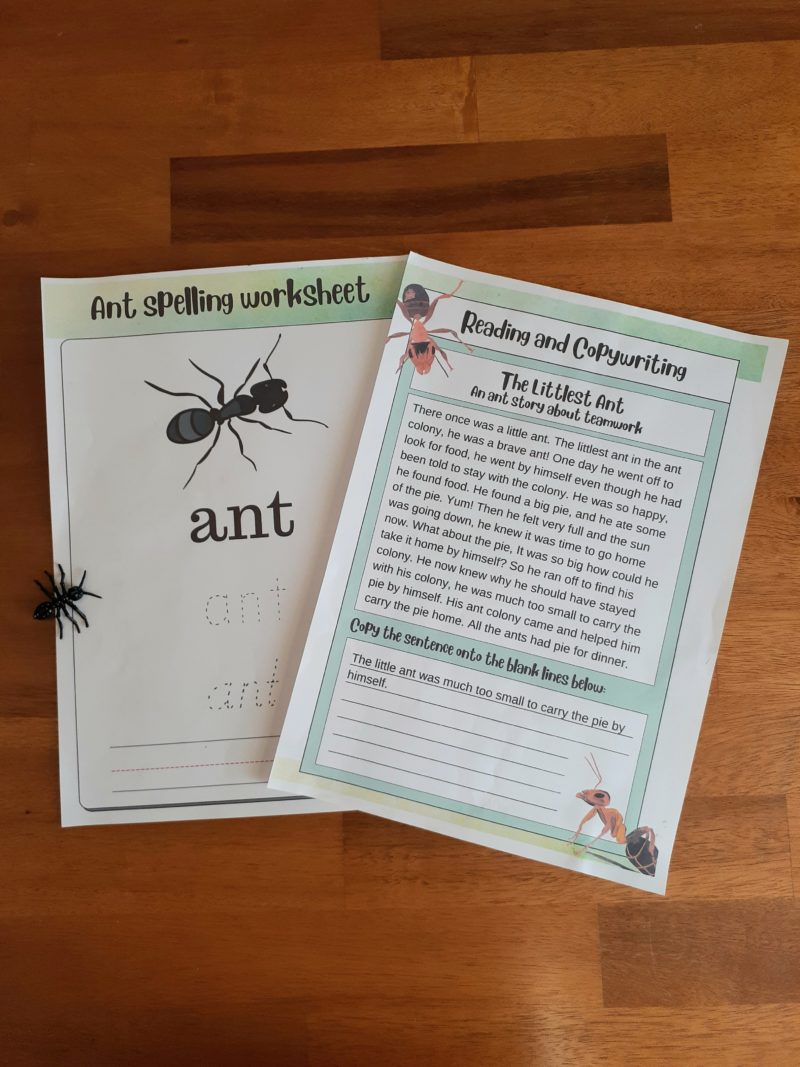 Ant Insect Study Bundle (Ages 5-10) Digital Download Printable Bundle - Image 2