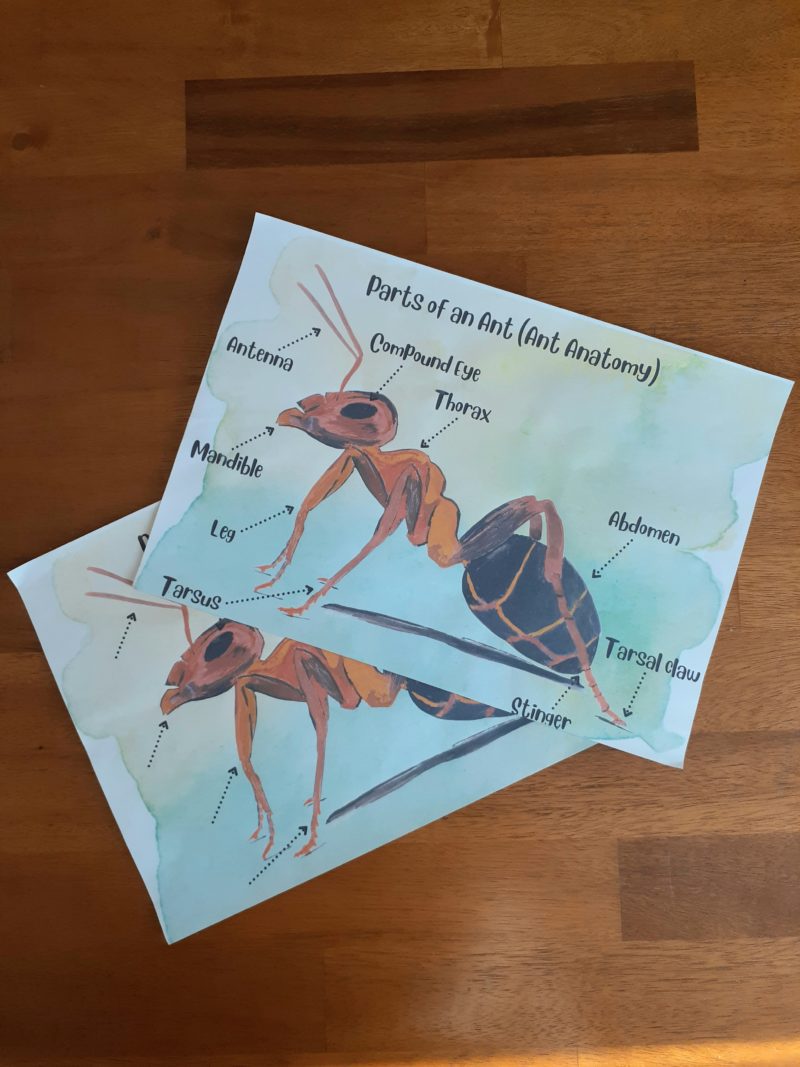 Ant Insect Study Bundle (Ages 5-10) Digital Download Printable Bundle - Image 3