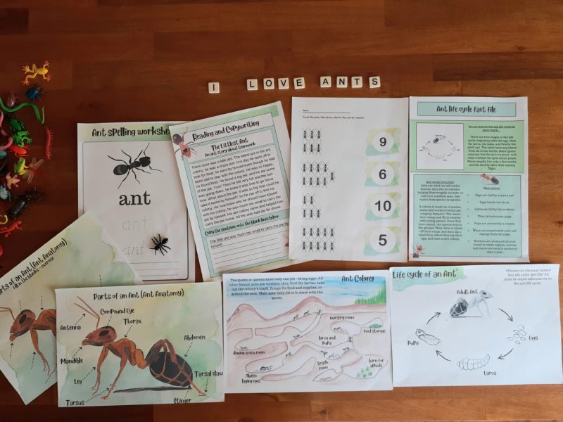 image of some of the pages included in the Ant Anatomy Learning Study Bundle