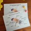Honey Bee Insect Study Bundle (Ages 5-10) Digital Download Printable Bundle - Image 2
