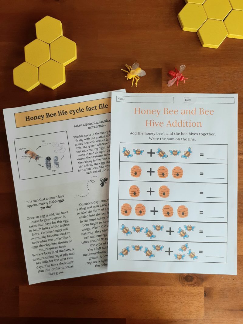 Honey Bee Insect Study Bundle (Ages 5-10) Digital Download Printable Bundle - Image 3