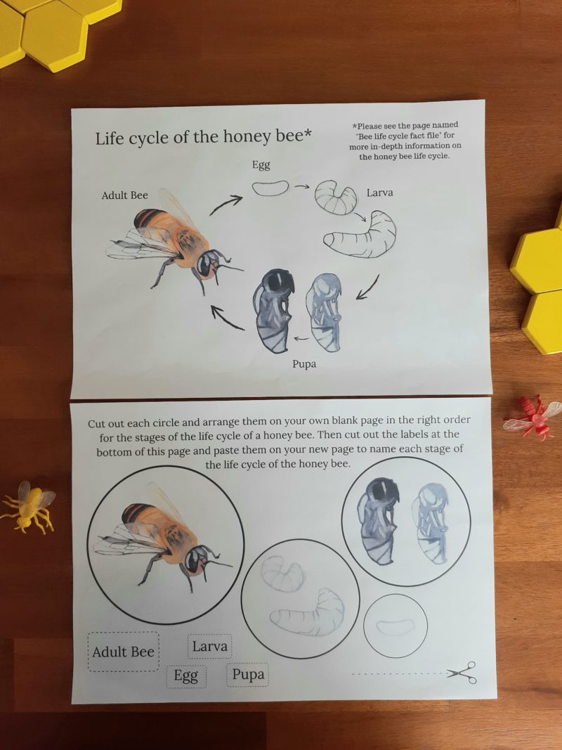 Honey Bee Insect Study Bundle (Ages 5-10) Digital Download Printable Bundle - Image 5