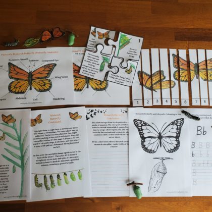 Shows pages included in the Monarch Butterfly unit study