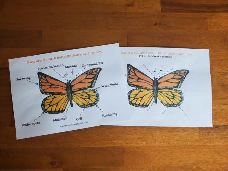 Learn about the anatomy of the Monarch Butterfly