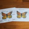Learn about the anatomy of the Monarch Butterfly