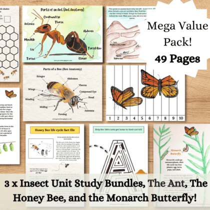 Mega insect pack photo collage, 49 pages included in this printable insect learning pack