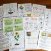 Some pages in the New Zealand Spring Unit Study Bundle