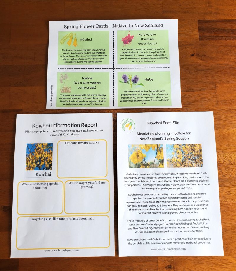 New Zealand Spring flower cards, Kōwhai fact file, and corresponding activity