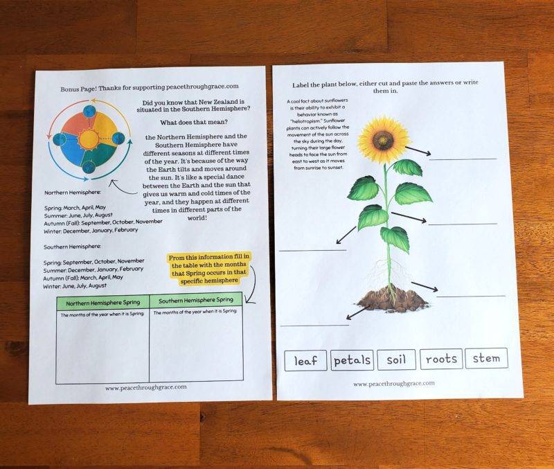 Southern/Northern Hemisphere info and activity, Sunflower plant labelling