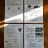pages 16-19 of the new zealand fauna unit study