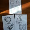 pages 24-25 of the new zealand fauna unit study and the answer guide