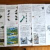 NZ Fauna Collage photo of some of the pages included